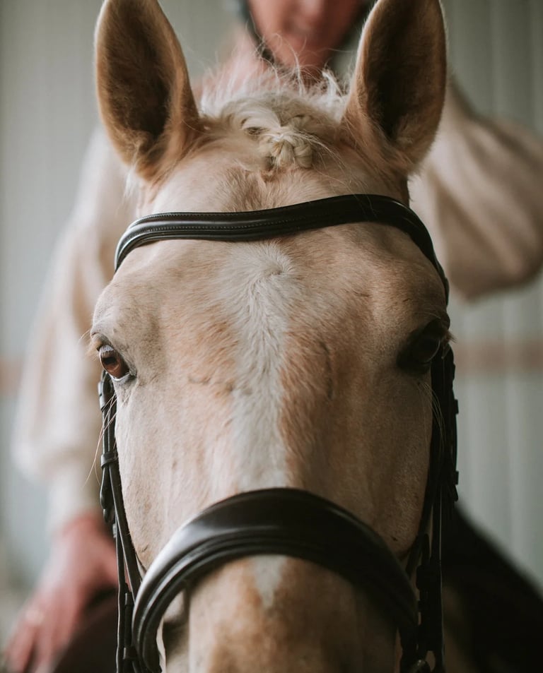 portrait d'un cheval palomino dans un manege