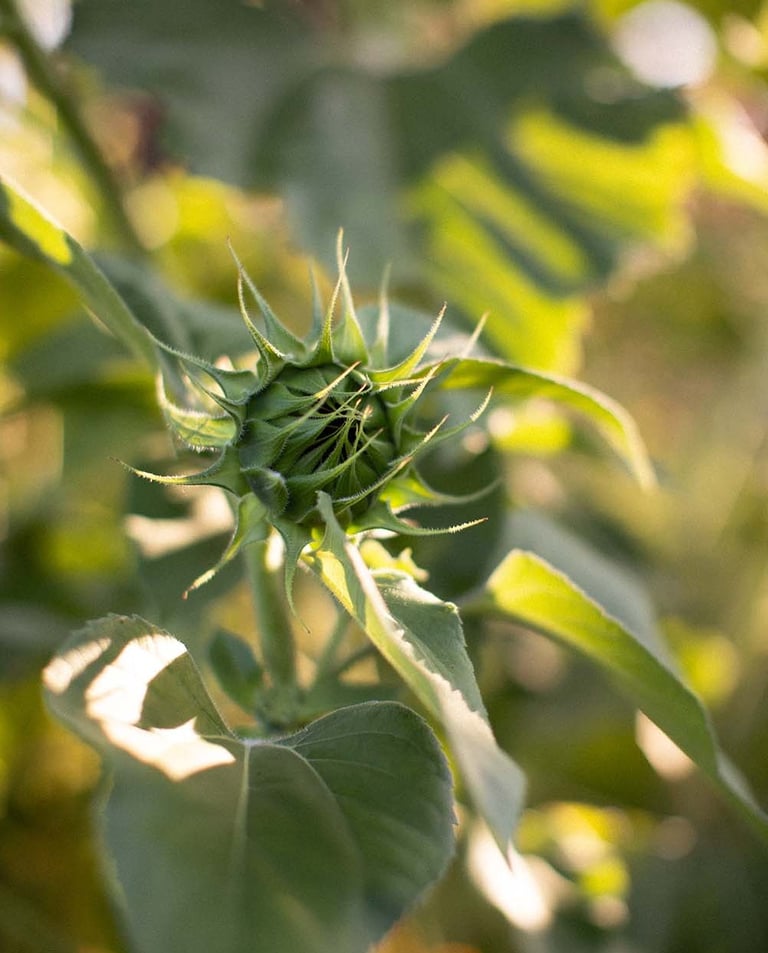 A flower preparing to bloom