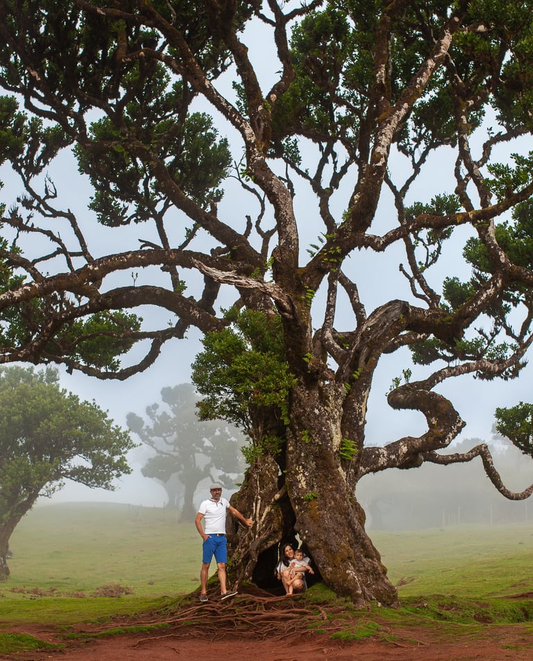 Family portrait under dramatic gnarled ancient tree with misty atmospheric conditions at Fanal Forest