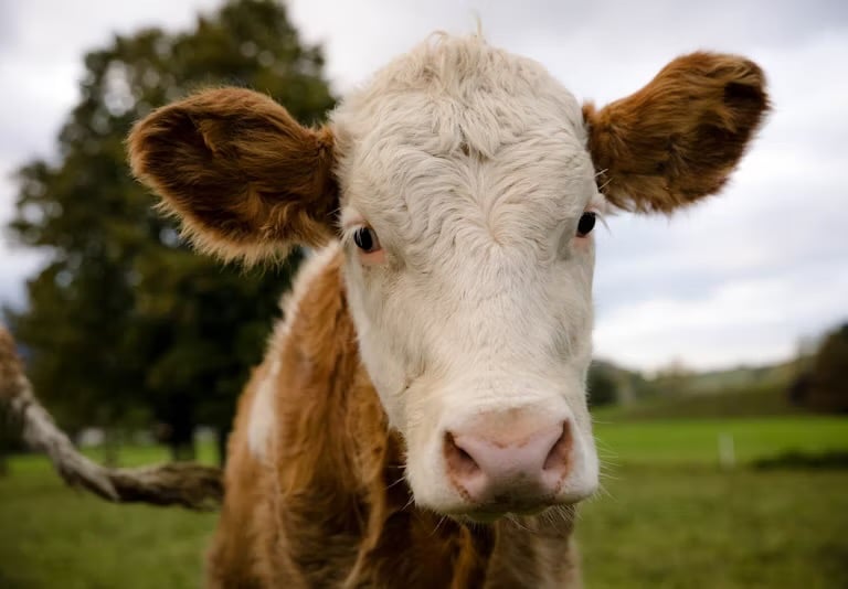 sguardo di vitello che mostra la propria natura di animale senziente 