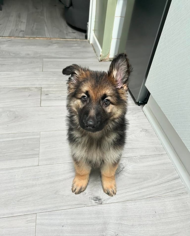 German Shepherd puppies for sale