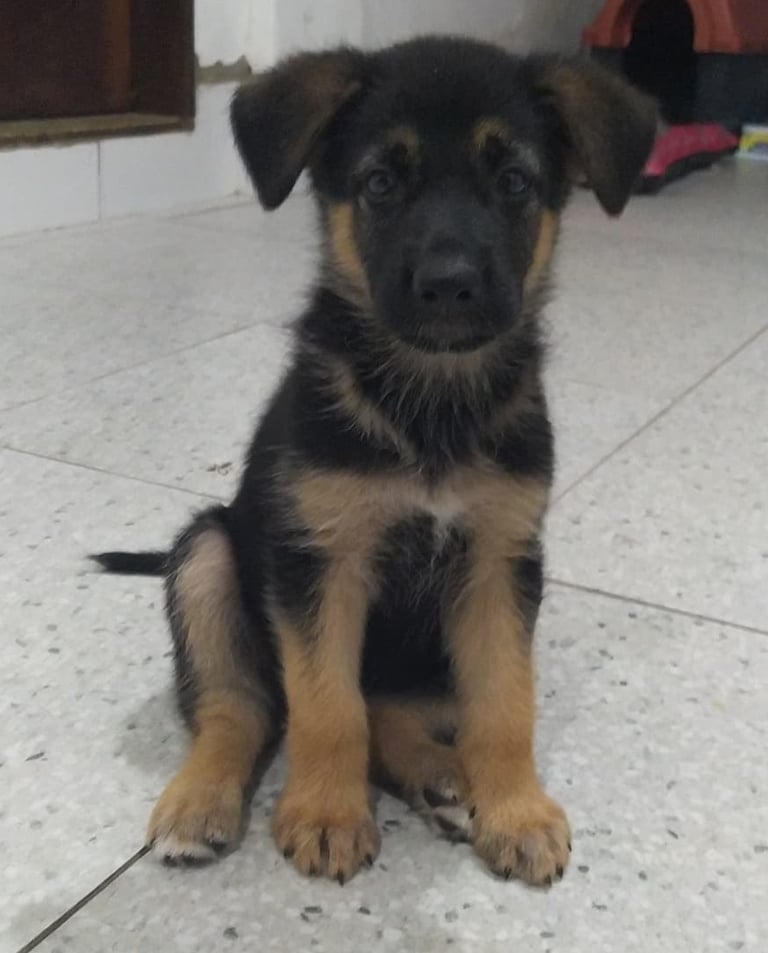 German Shepherd puppies for sale