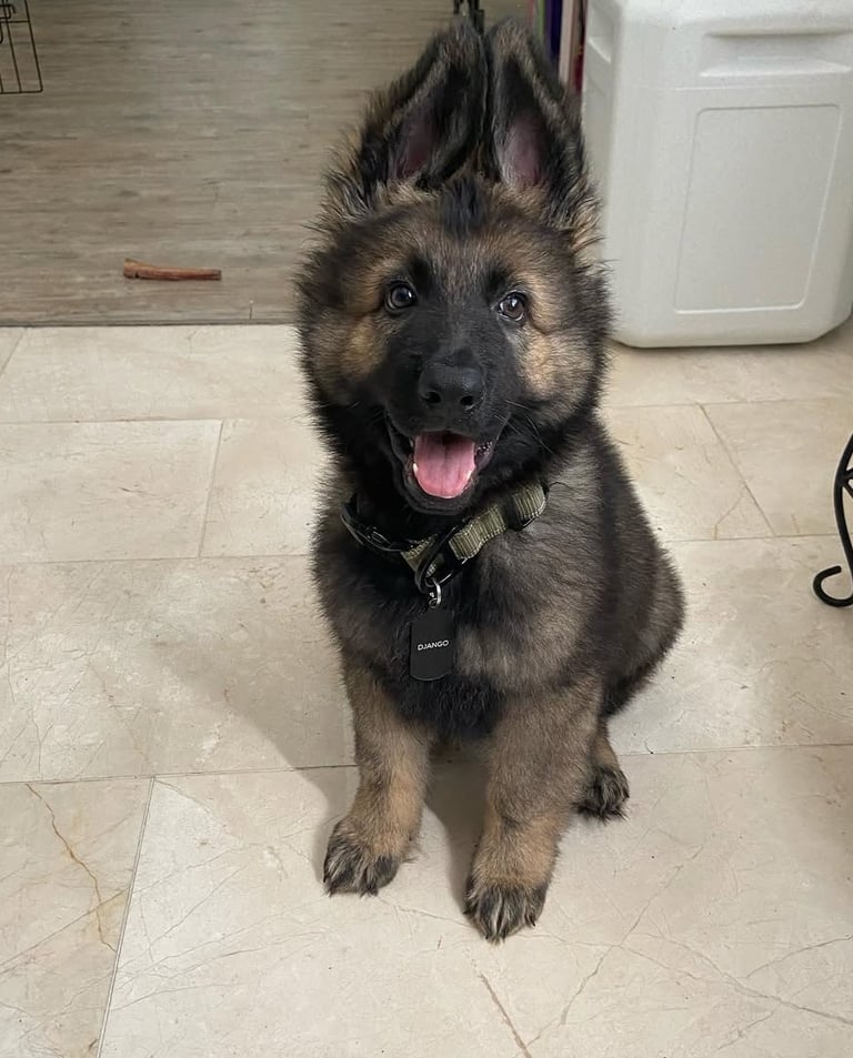 German Shepherd puppies for sale