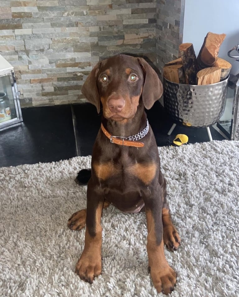 Doberman Puppies for Sale