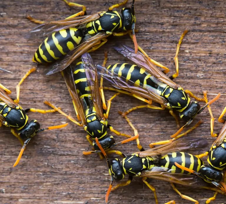 A group of wasps before pest control treatment
