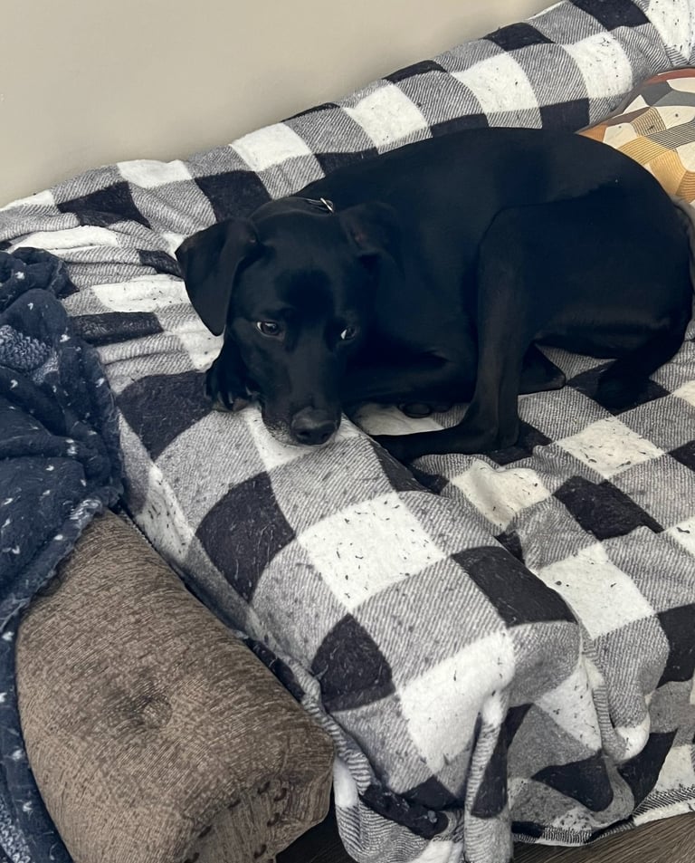 Lark Masters' dog Zeke, a black dog with a white star patch, hanging out on his couch in San Diego