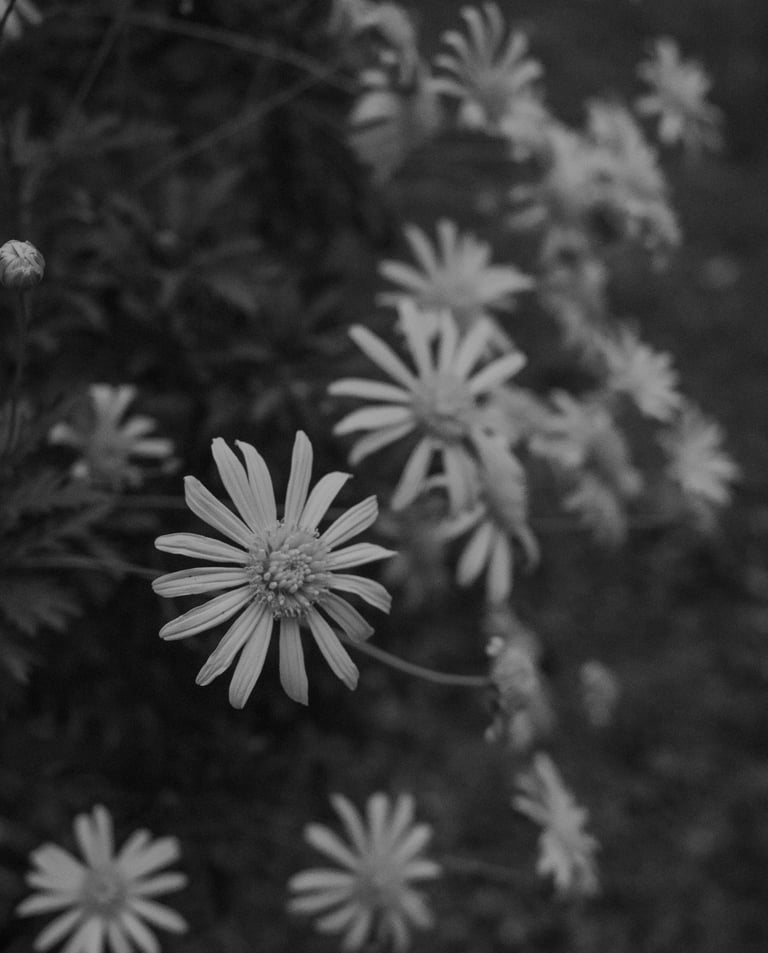 Decorative image by Ashford Marx on Pexels