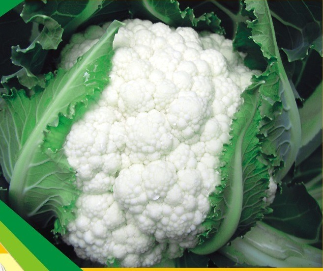 A NXG Delight cauliflower Seeds is shown in this image
