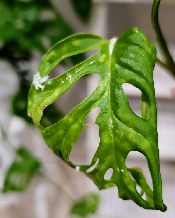 Monstera adansonii plant with mealybugs
