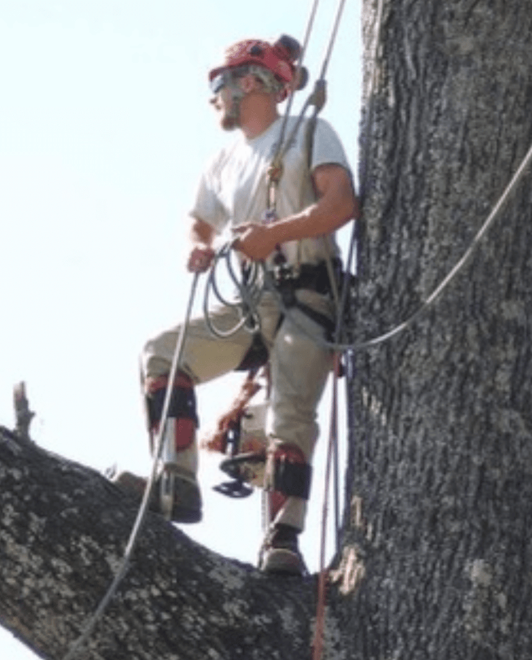 Large Tree Removal