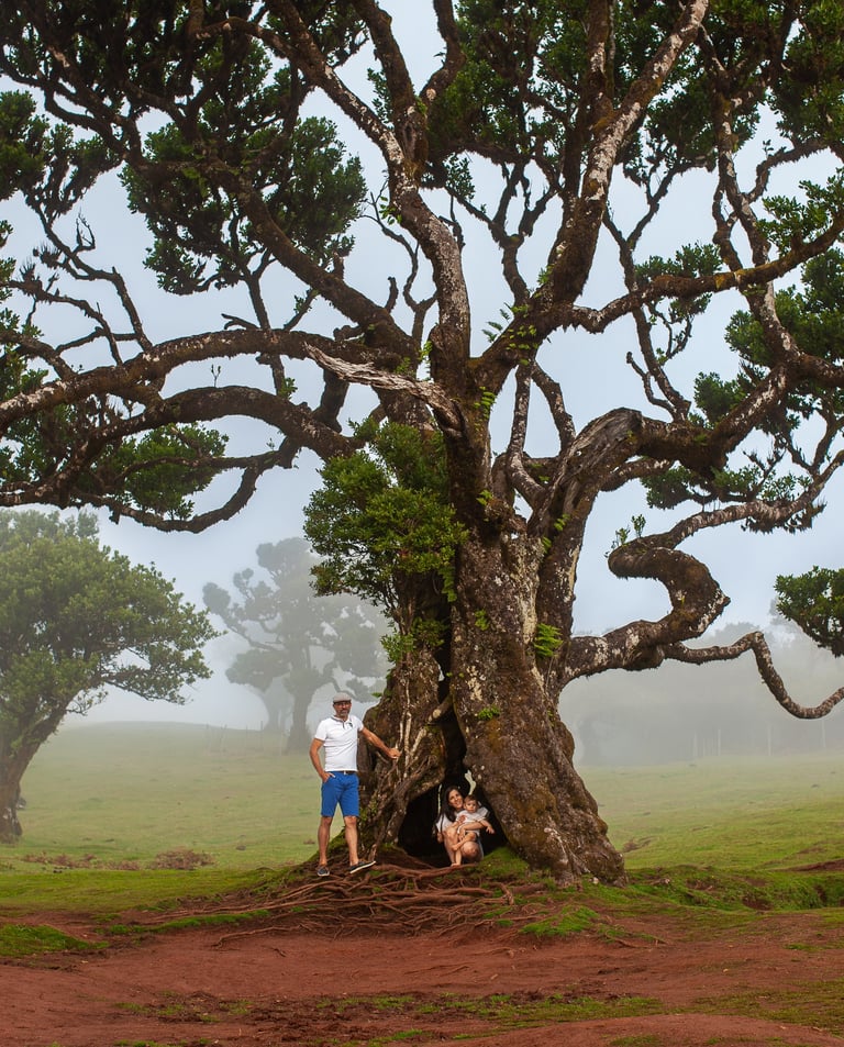 Family portrait under dramatic gnarled ancient tree with misty atmospheric conditions at Fanal Forest