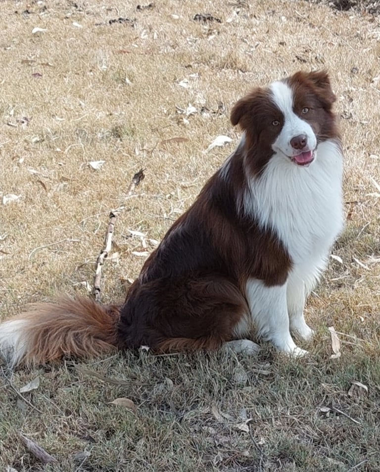 chocolate border collie 