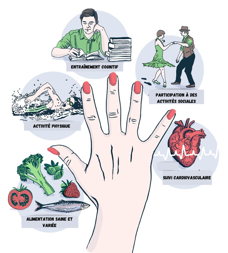 Illustration de l'étude FINGER (Martina Krona)