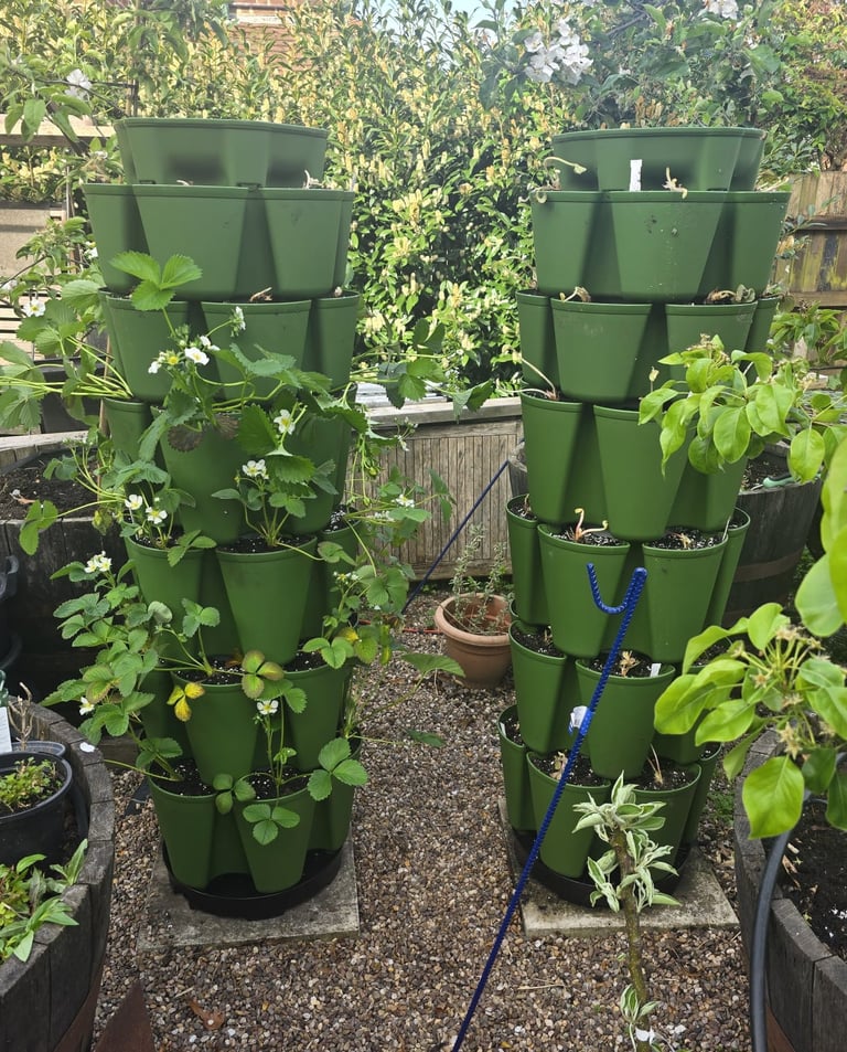 Twin Towers of Green – Double the harvest, double the joy
