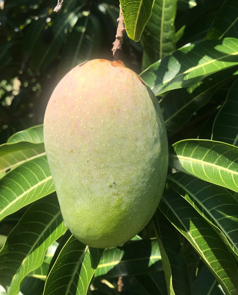 Kesar mango.