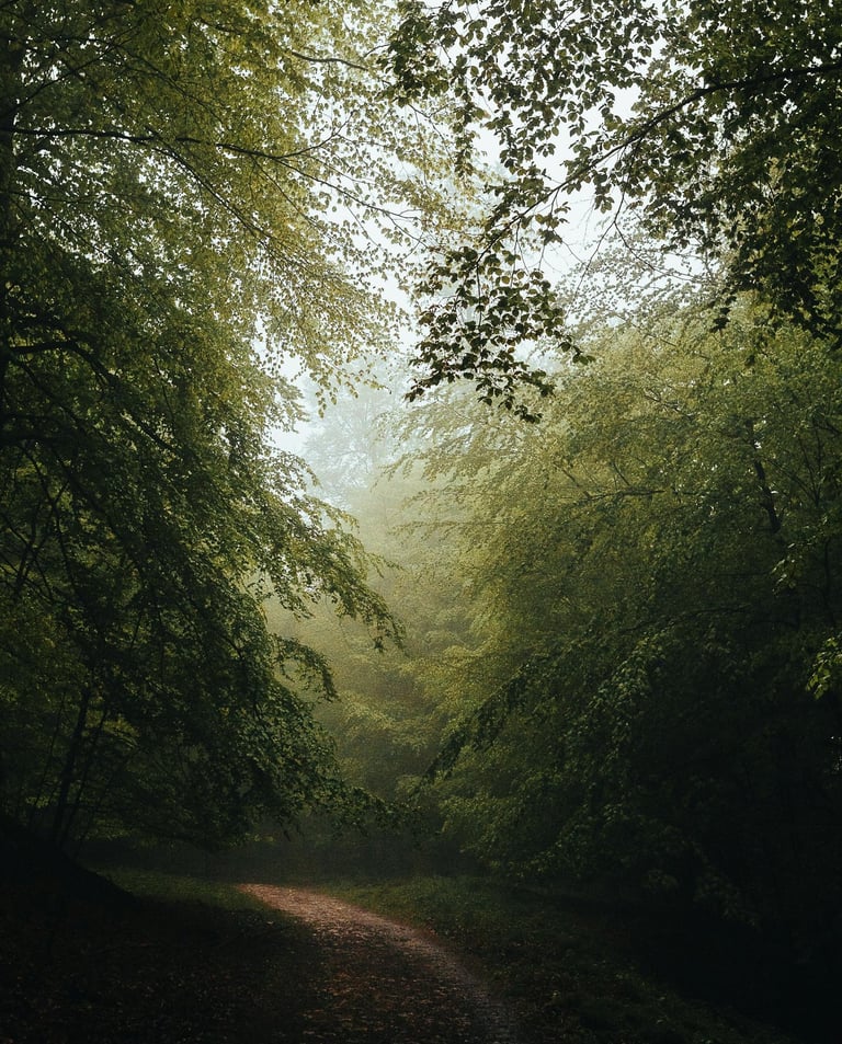 Symbolischer Waldweg für Supervision – Orientierung und Reflexion