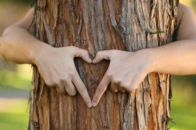 main formant un coeur sur un tronc d'arbre