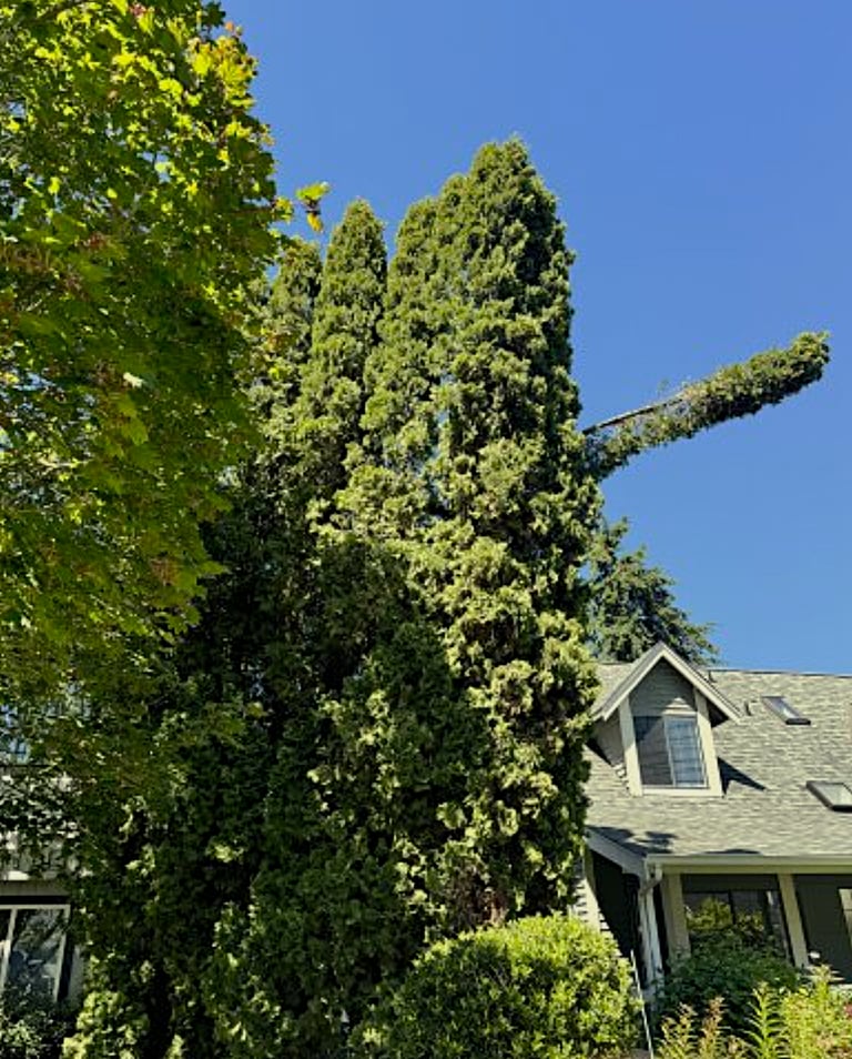 A tree service in Woodinville is assessing a broken tree branch