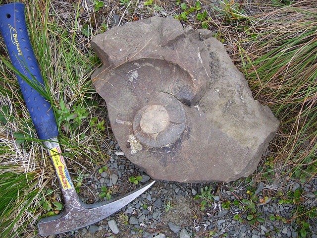 wikifaith-encyclopedia-wikipedia-wikileaks-paleontology