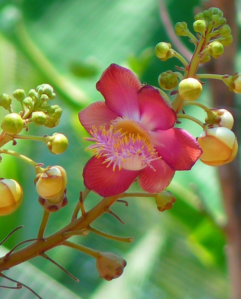 wikifaith-encyclopedia-wikipedia-wikileaks-sanctification