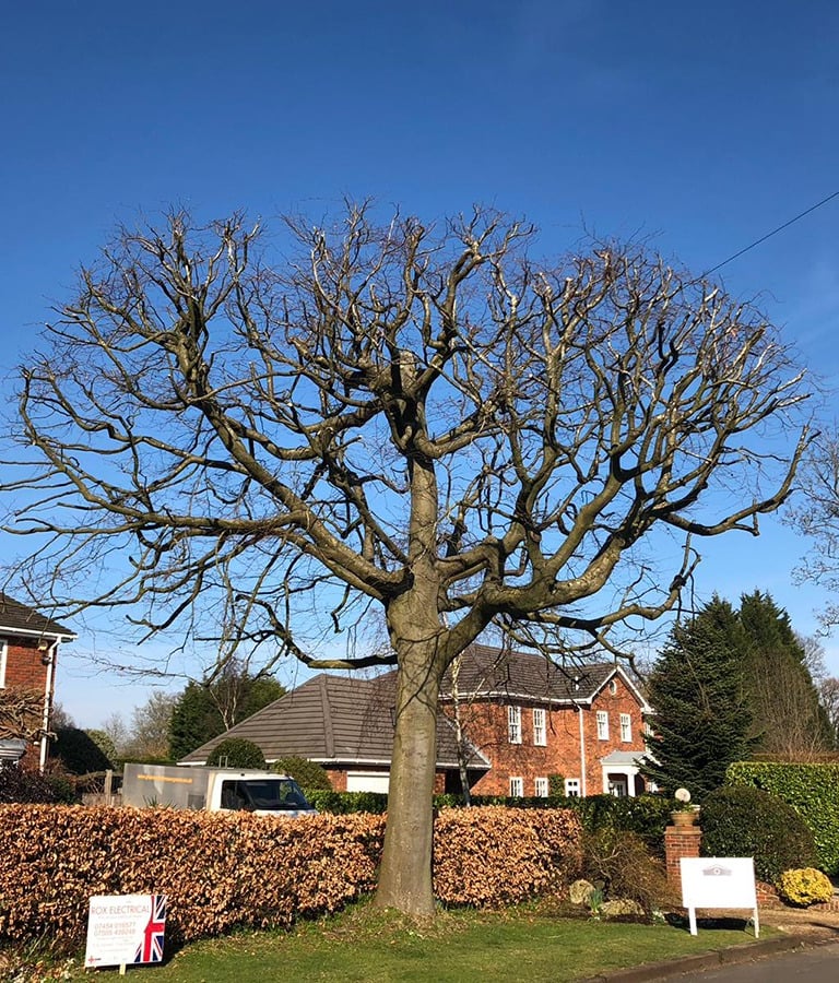 A tree that has had its crown lifted sharp hedges