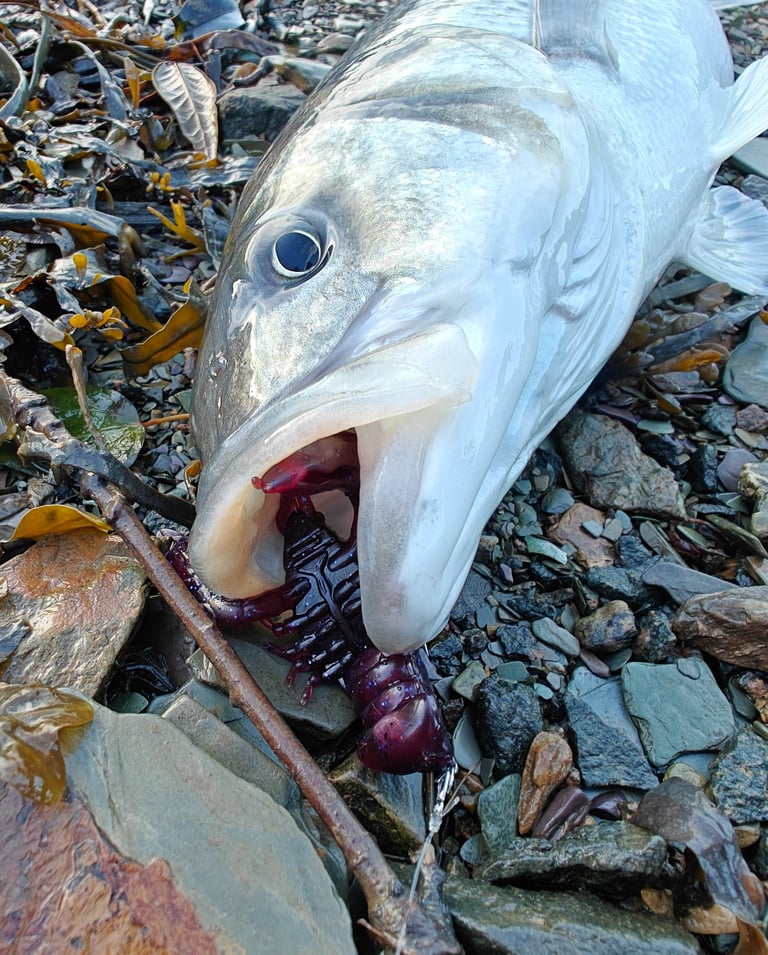 54cm Bass with Red Craw