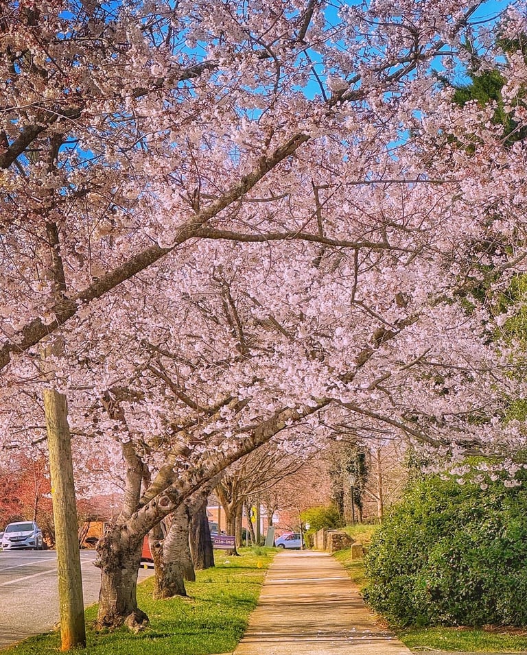 cherry blossoms rivermont avenue lynchburg va