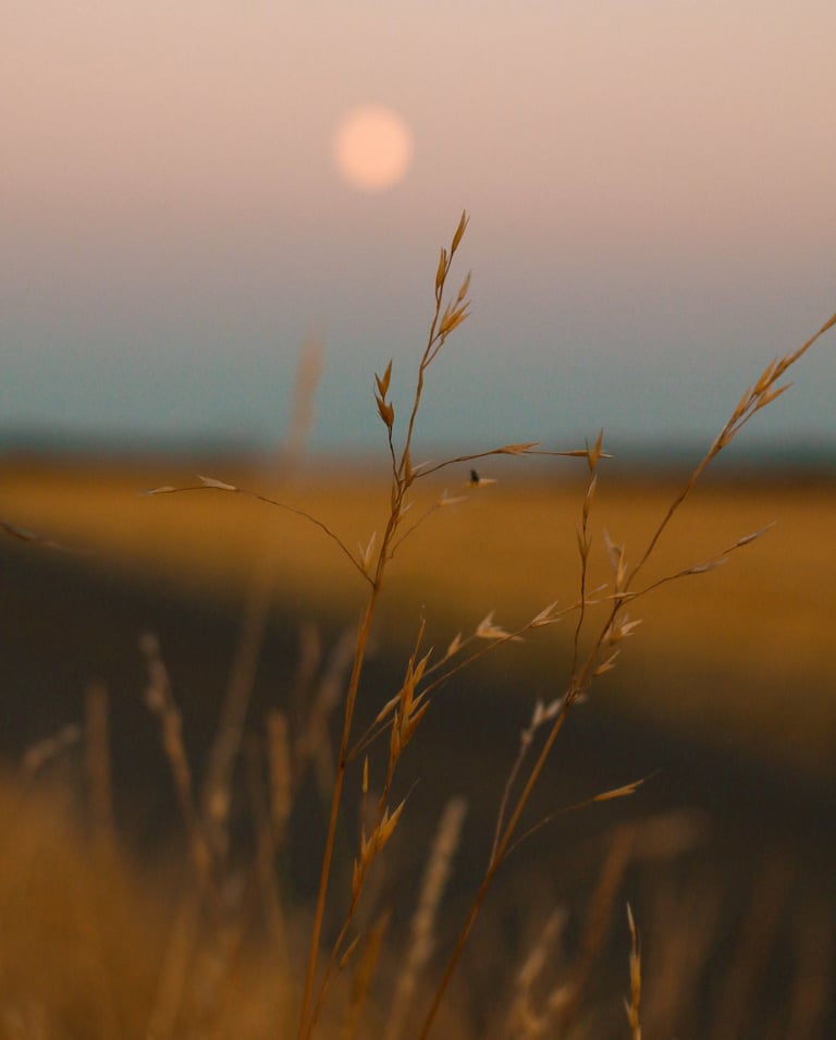 Golden stalks of wild grass in a field at dusk with a blurry harvest moon in the soft purple sky.