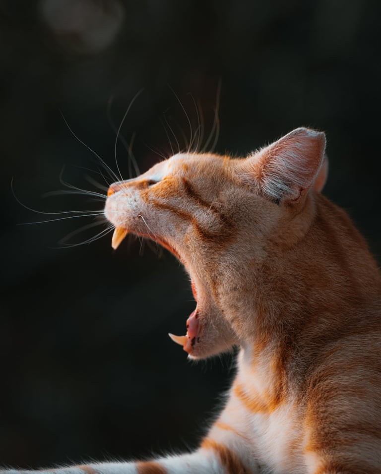 a cat yawning its mouth open