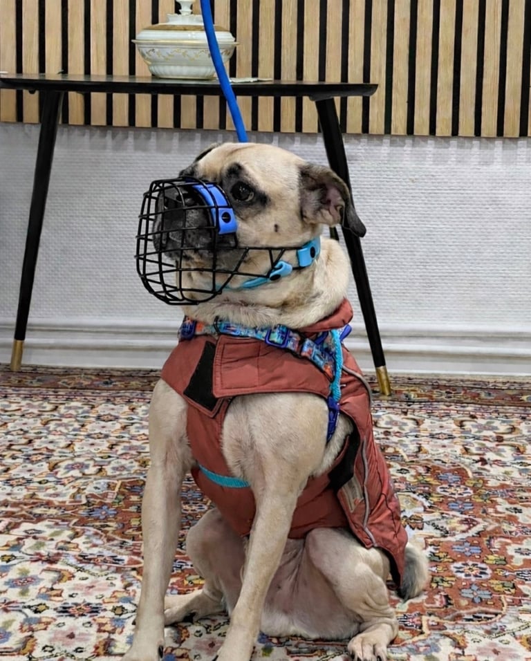 Hund mit individuell angefertigten Maulkorb