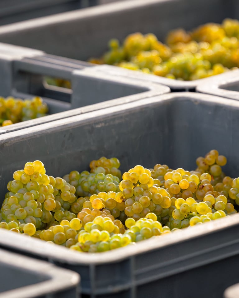 Raisin Champenois, Chardonnay 