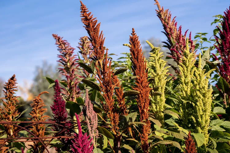 A darkened photo of amaranth flowers bending in the wind