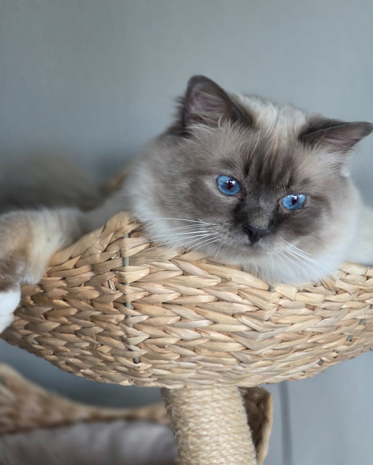 Blåmasket Hellig Birma Hannkatt - Safir