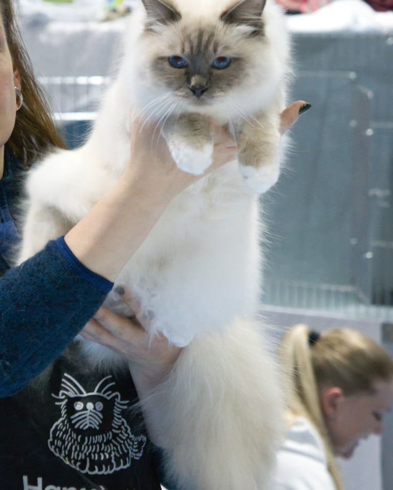 Blåmasket Hellig Birma | Junior Champion Kitten Champion (N) Kamahamas Lord Kimball