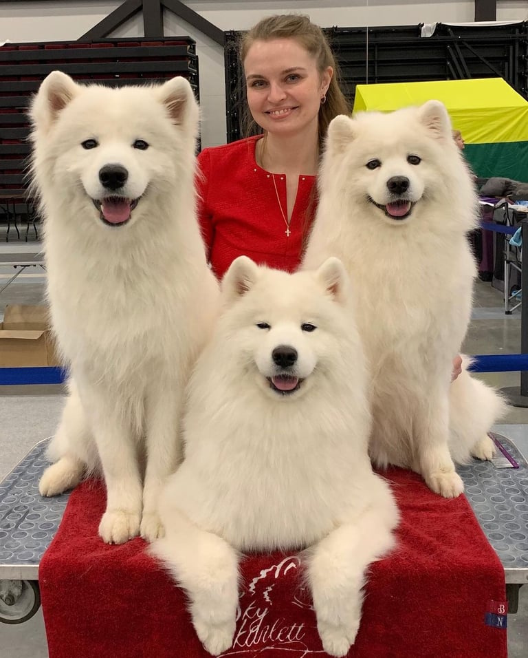Samoyed puppies for sale in New York