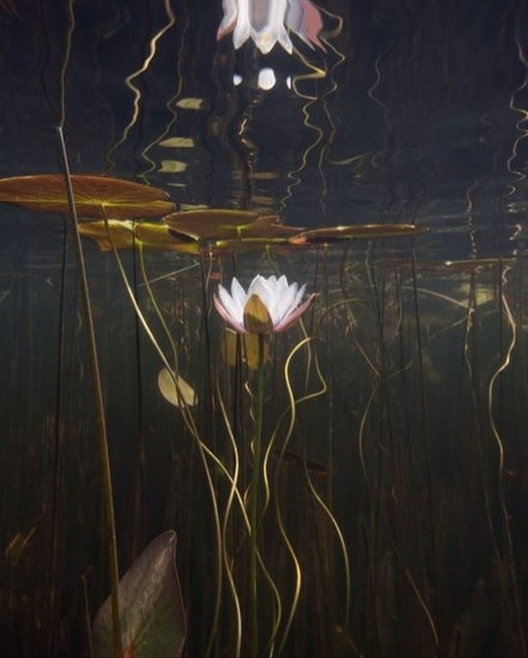 lotus