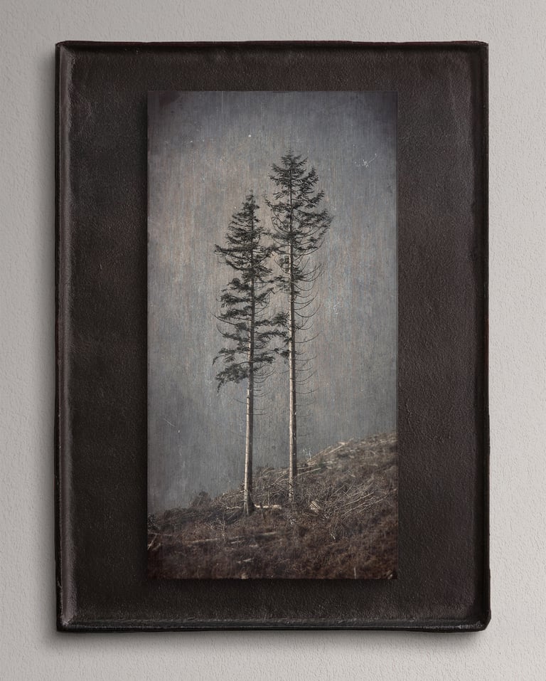 Stillness of Being by Norman Stevenson - fine art photograph of two pine trees