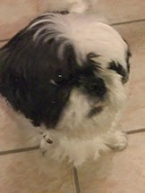 Carl the Shitzu doing everything he can not to have his doggie picture taken