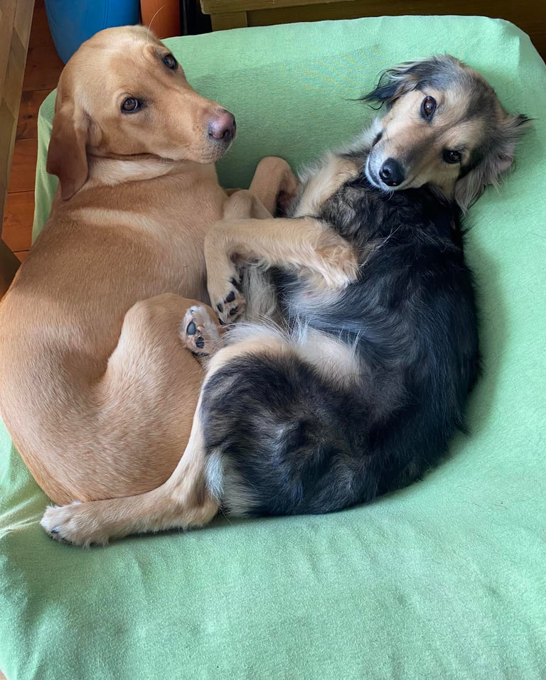 Nele und Winni warten in ihrem Körbchen auf ihren Einsatz