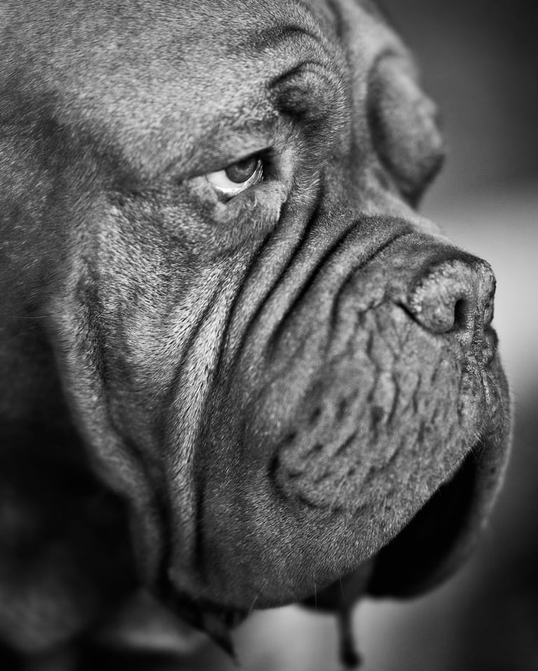 Black and white image of a mastiff dog face