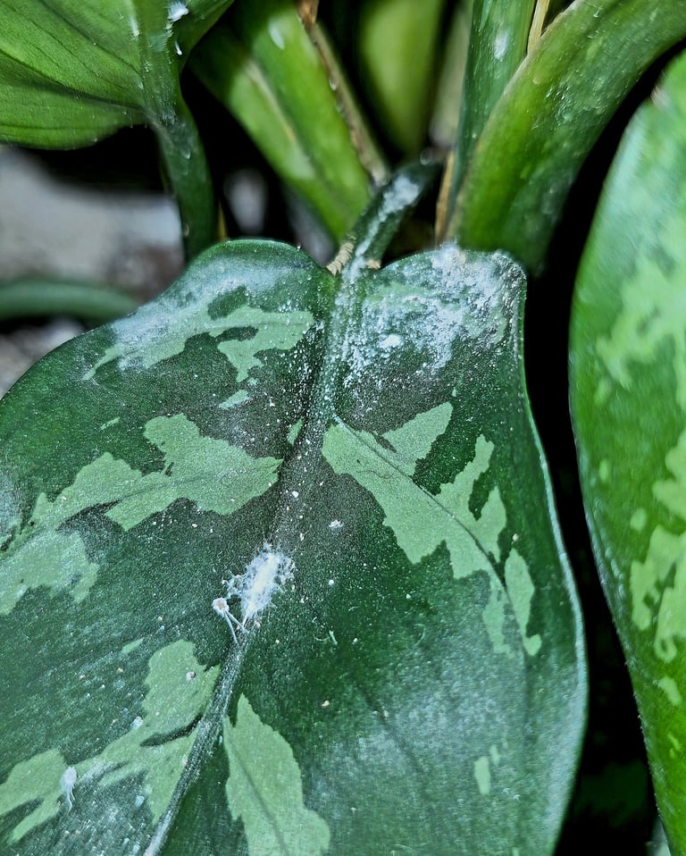 Sooty mould caused by mealy bugs