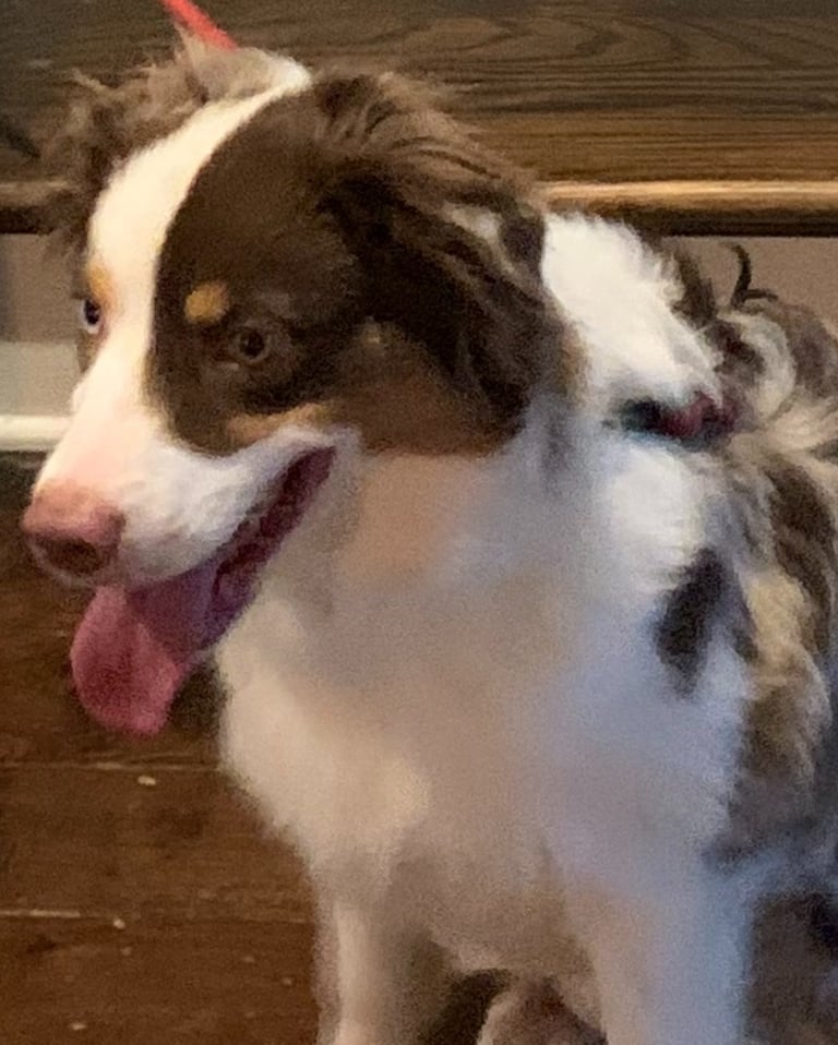 a dog is sitting on the floor in front of a table