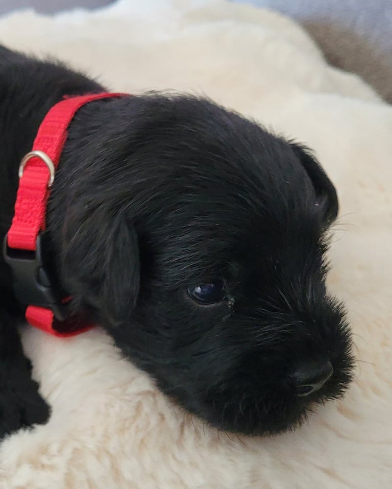 Bébé Schnauzer miniature