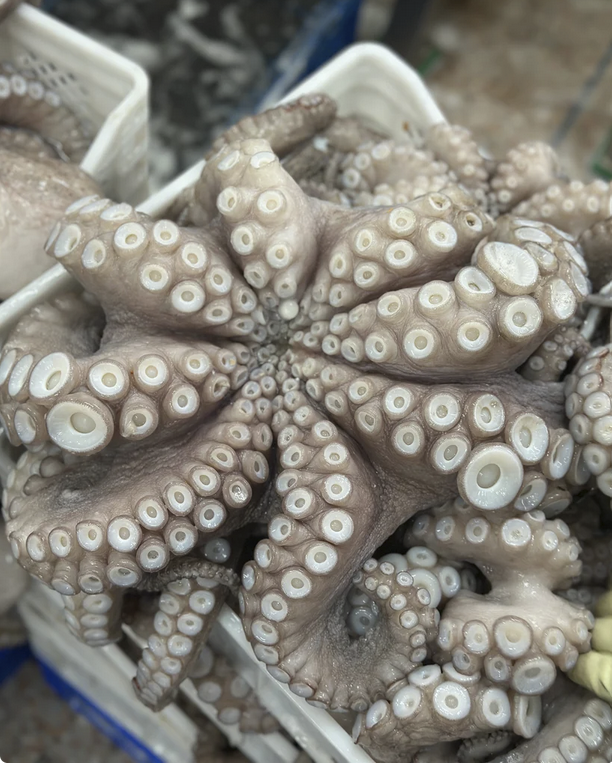 Frozen Octopus Vulgaris, also known as Pulpo, selected and prepared by Quality Sea Products in Moroc