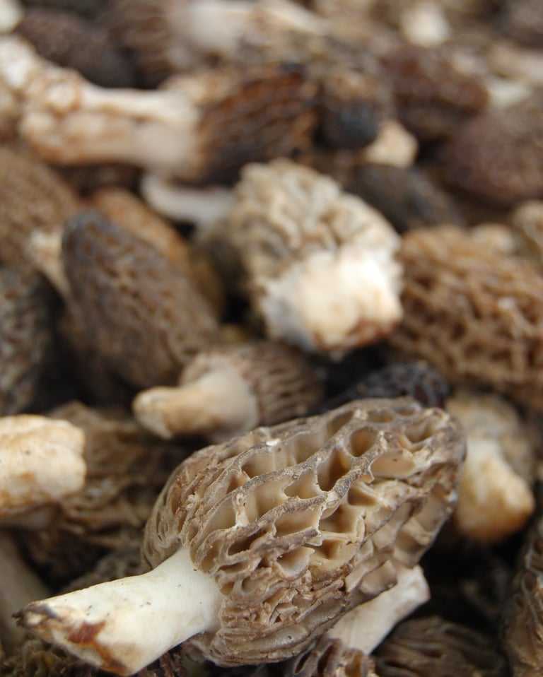 Kuzugöbeği mantarı