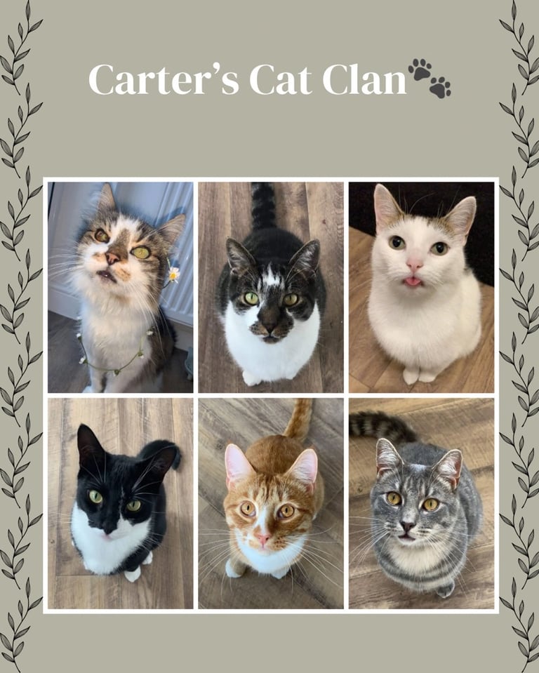 Carters Cat Clan at DC Pet Services