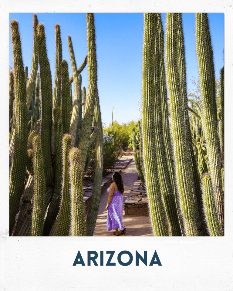 cactus, cacti, phoenix, arizona, big cactus, a girl standing in front of a cactus plant