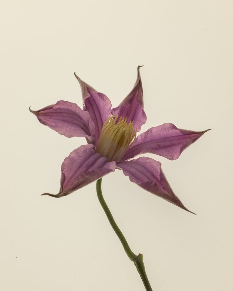 salonobjetsetjardins