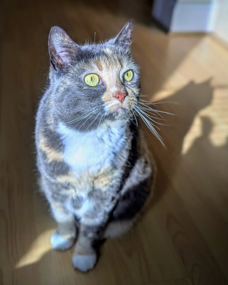 Kuki enjoying the sunny spot during a cat sit in Edinburgh
