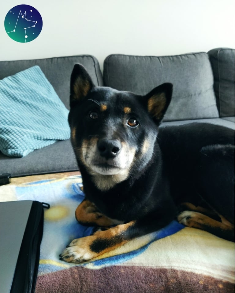 un chien couché sur une couverture sur un canapé